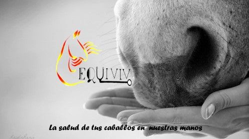 EQUIVIV Servicios Veterinarios Caballos - Valparaíso - Valparaiso - Viña del Mar