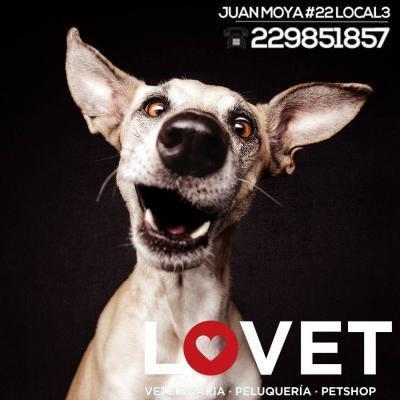 Veterinaria Lovet - Ñuñoa - Santiago R.M: