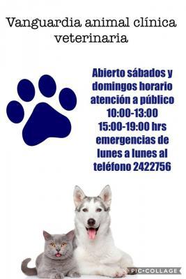 Clínica Veterinaria Vanguardia Animal - Osorno - Osorno