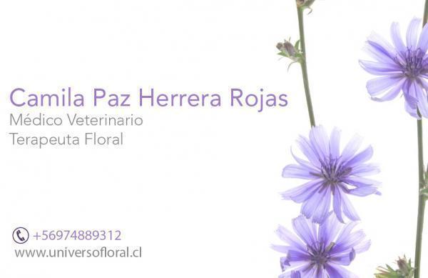 Camila Herrera Rojas - Viña del Mar - Valparaiso - Viña del Mar