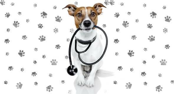 Dra Romina Bravo | Veterinaria a Domicilio - Quilpué - Valparaiso - Viña del Mar
