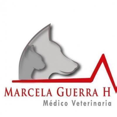 Marcela Guerra Domicilios Veterinarios - Maipú - Santiago